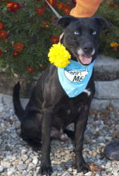 Main Photo of this Dog
